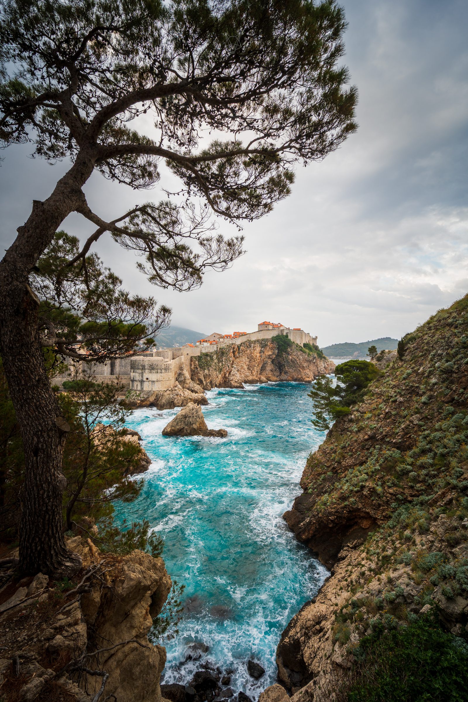 Blick durch eine Pinie auf die Altstadt von Dubrovnik, Hochformat