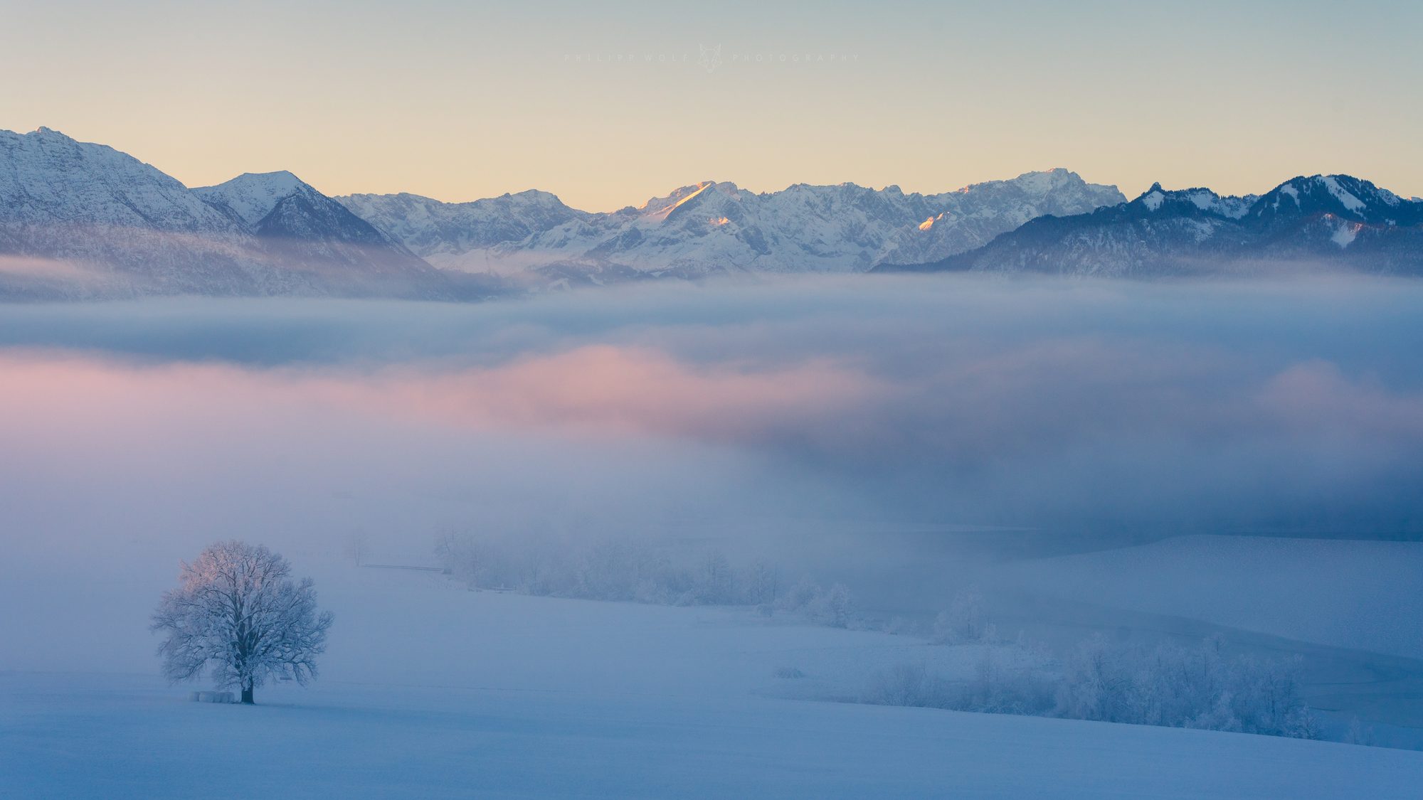 Frostbedeckter Baum vor Nebelmeer und Alpenpanorama